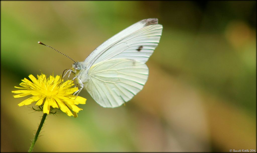 Pieris rapae femmina? No, maschio di Pieris napi, Pieridae